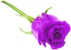 Purple Rose PNG Clip Art Image