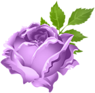 Purple Rose PNG Clip Art Image