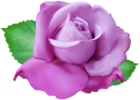 Purple Rose PNG Clip Art Transparent Image