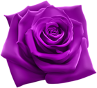 Purple Rose PNG Clipart Image
