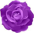 Purple Rose PNG Image