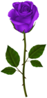 Purple Rose PNG Transparent Clipart