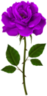 Purple Rose Stem PNG Transparent Clipart