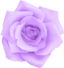Purple Rose Transparent Clip Art