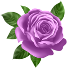 Purple Rose Transparent PNG Clip Art