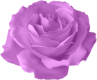 Purple Rose Transparent PNG Clip Art Image