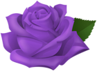 Purple Rose Transparent PNG Clipart