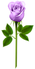 Purple Rose Transparent PNG Image