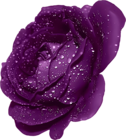 Purple Rose With Dew Clipart