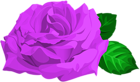 Purple Rose with Leaves PNG Clipart
