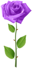 Purple Rose with Steam Transparent Image