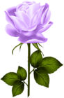 Purple Rose with Stem PNG Clip Art