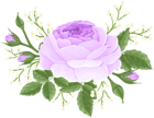 Purple Rose with White Flowers PNG Clip Art Image