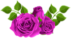 Purple Roses Decorative PNG Clip Art Image