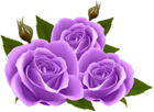 Purple Roses PNG Clip Art Image