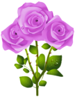 Purple Roses PNG Transparent Clipart