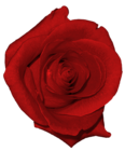 Real Red Rose PNG Picture