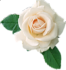 Real White Rose Clipart