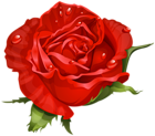 Red Beautiful Rose Transparent Image