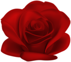 Red Flower Rose Transparent Image