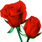Red Large Painted Roses PNG Clipart