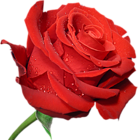 Red Large Rose Clipart PNG Picture