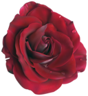 Red Large Rose Clipart Picture