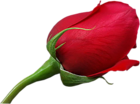 Red Large Rose PNG Clipart