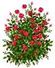 Red Rose Bush PNG Clipart Picture
