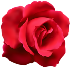 Red Rose Clip Art PNG Image