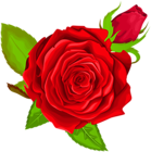 Red Rose Decorative PNG Clip Art Image