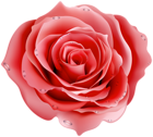 Red Rose Decorative Transparent Image