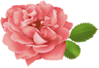 Red Rose Flower Bush PNG Clip Art Image
