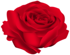 Red Rose Flower PNG Image