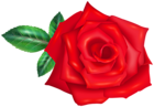 Red Rose Flower Transparent PNG Image