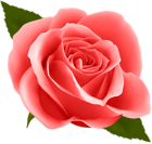 Red Rose PNG Clip Art Image