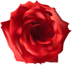 Red Rose PNG Clip Art Image