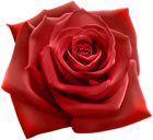 Red Rose PNG Clipart Image