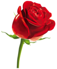 Red Rose PNG Clipart Picture