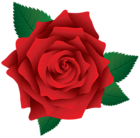 Red Rose PNG Image Clipart
