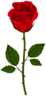 Red Rose PNG Transparent Clipart