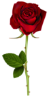 Red Rose PNG Transparent Image