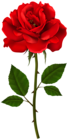 Red Rose Stem PNG Transparent Clipart