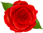 Red Rose Transparent Clip Art