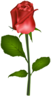 Red Rose Transparent Clip Art Image
