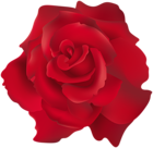 Red Rose Transparent Clip Art PNG Image
