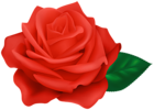 Red Rose Transparent Clipart
