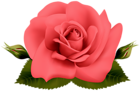 Red Rose Transparent Clipart Image