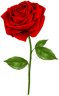 Red Rose Transparent PNG Clip Art