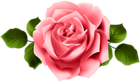 Red Rose Transparent PNG Clip Art